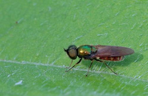 Réf. 232 828 : Chloromyia formosa
